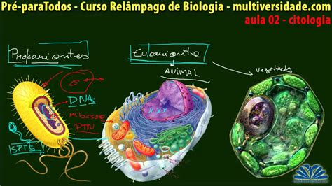 02 CURSO RELÂMPAGO DE BIOLOGIA TIPOS DE CÉLULAS   YouTube