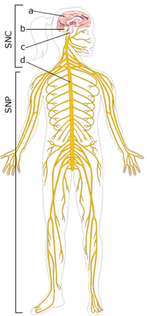 1.4. Sistema nervioso en vertebrados