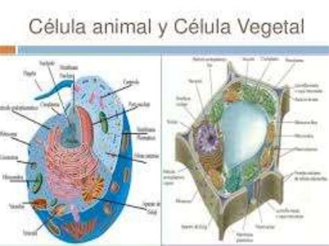 1. celula animal y vegetal
