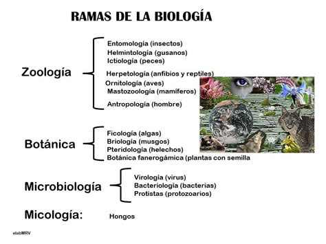 1. División, ramas y campos de acción de la Biología ...