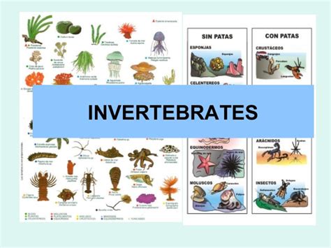 1º ESO Invertebrates English.spanish