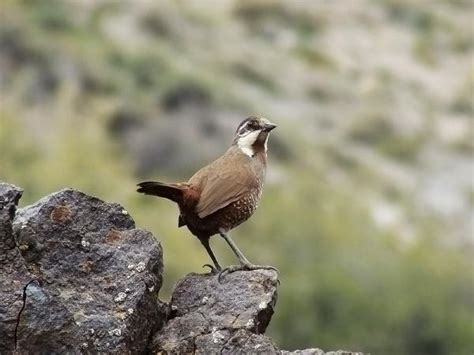 10 aves exóticas de Chile