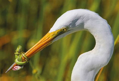 10+ Best Bird Photos Of 2017 Have Been Announced, And They ...