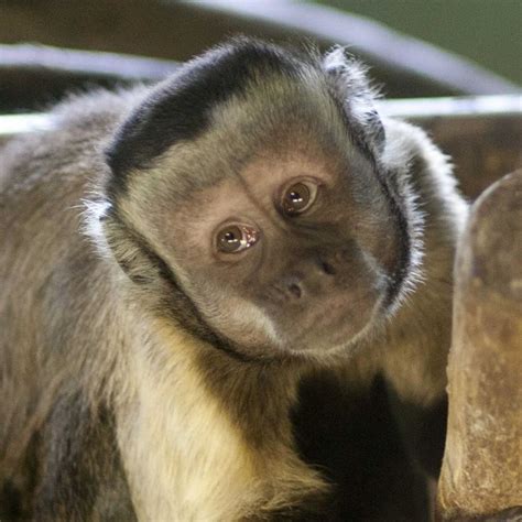 10 Best images about Primates New World: Brown or Tufted ...