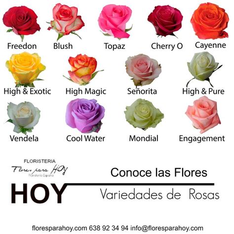 10 best Tipos de flores images on Pinterest | Types of ...