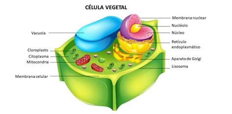 10 Características de la Célula vegetal