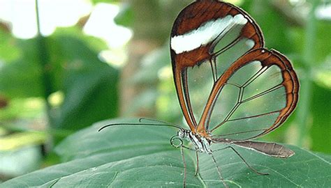 10 Características De Las Mariposas + Diferencias Entre ...