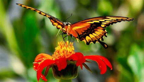 10 Características De Las Mariposas + Diferencias Entre ...