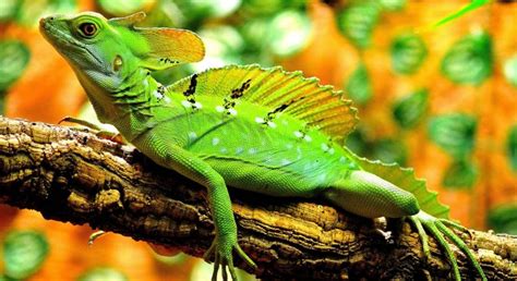 10 Características de los Reptiles