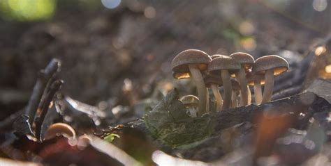10 Características del Reino Fungi