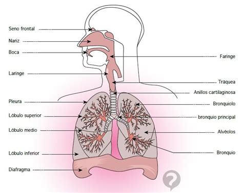 10 Características del Sistema Respiratorio