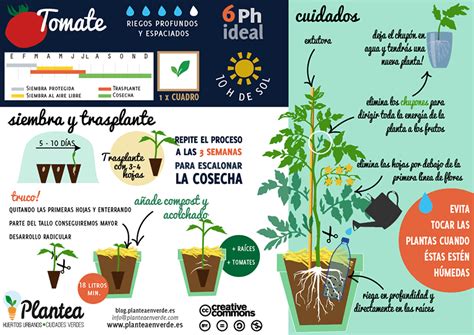 10 consejos prácticos para el cultivo del tomate   Plantea ...