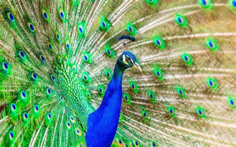10 das mais belas aves do mundo – SoS Curiosidades