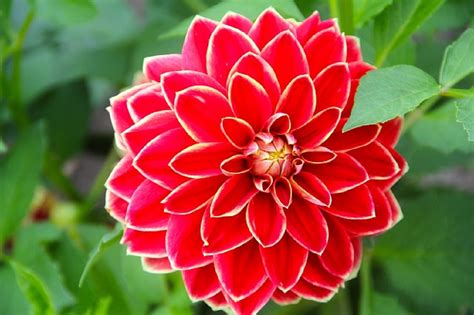 10 de las flores exóticas más bonitas del mundo ...