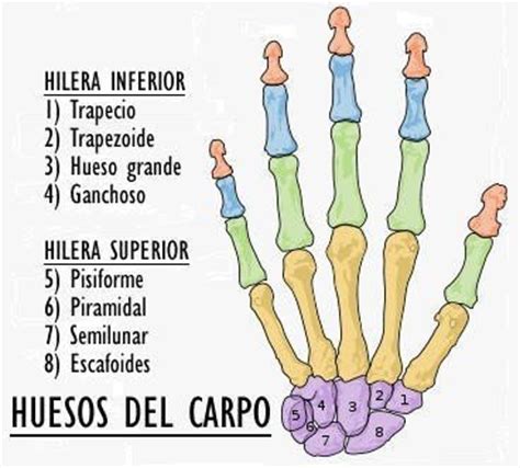 10 ejemplos de huesos cortos y definición   Yavendrás