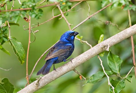 10 Fascinating Blue Colored Birds