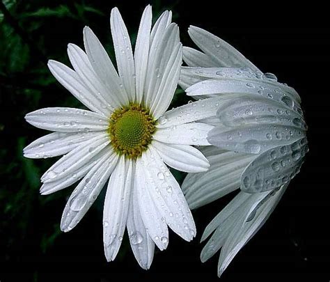 10 flores blancas   pisos Al día   pisos.com