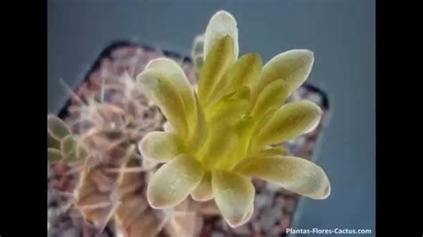 10 Flores de Cactus mas hermosas del mundo   The 10 most ...