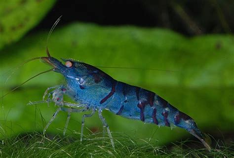 10 Freshwater shrimp species | Aquarium shrimp types ...