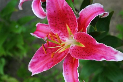 10 Hermosas Flores Silvestres   1001 Consejos