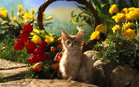 10 Hermosas Imágenes De Gatitos Con Flores Para Fondo De ...