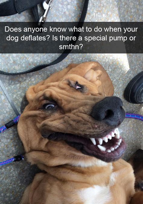 10+ Hilarious Dog Snapchats That Are Impawsible Not To ...