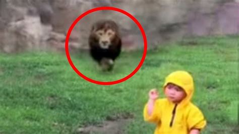 10 Horrifying Zoo Accidents   YouTube