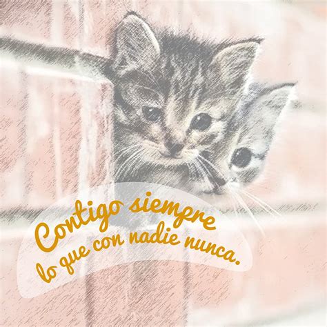 10 Imágenes de gatitos tiernos con frases lindas para ...
