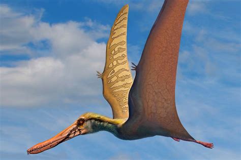 10 Interesting Facts About Pterodactyls