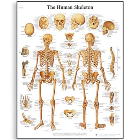 10 Interesting Skeletal System Facts | My Interesting Facts