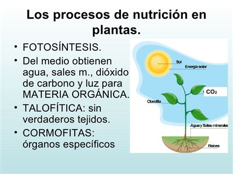 10 la nutrición de las plantas