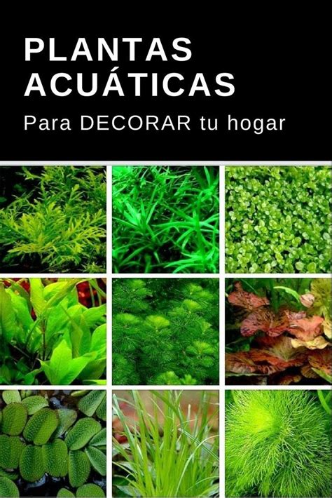 10 Mejores Plantas Acuaticas | 1001 Plantas y flores ...