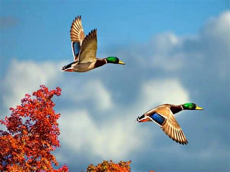 10 Most Beautiful Flying Birds New HD Wallpapers 2014 ...