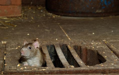 10 Most Rat Infested Cities in the Western World | MPH Online