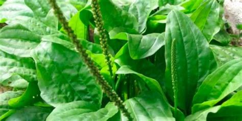 10 Nombres de Plantas Medicinales  【Ecobotanico】