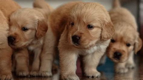10 nombres para perritos que tienen hermosos significados ...