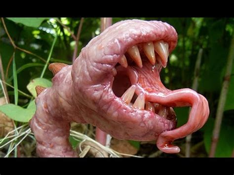 10 Plantas Carnívoras Más Aterradoras del Mundo   YouTube