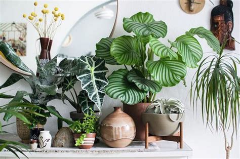 10 plantas com ‘estampas’ incríveis para ter em casa ...