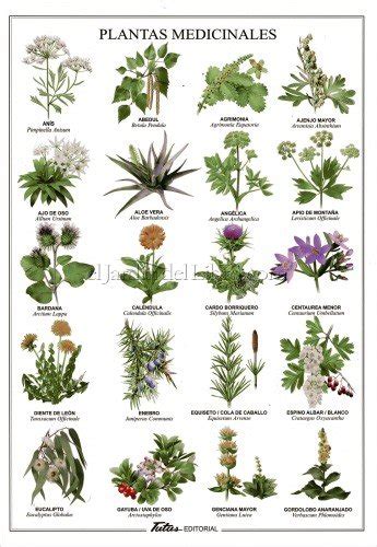 10 Plantas medicinales que puedes cultivar en casa y sus usos