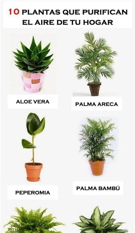10 plantas para purificar el aire de tu hogar ...