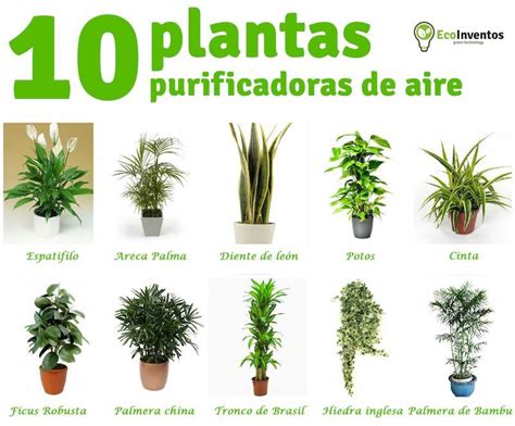 10 plantas que purifican el aire de tu casa / EcoInventos.com