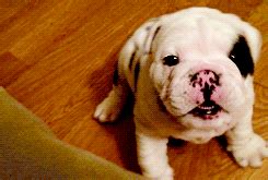 10 Reasons why English Bulldog puppies are the cutest ...
