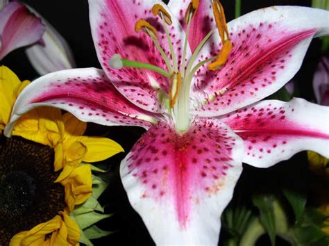 10 tipos de flores  imagenes    Imágenes   Taringa!