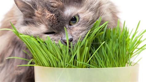 10 Toxic Plants Your Cat Shouldn’t Ingest   GetGardenTips.com