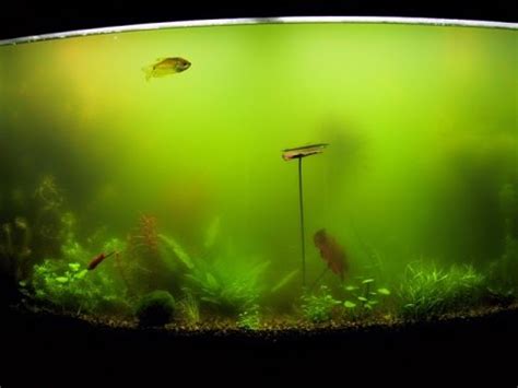 10 Types of Algae Commonly Found In Planted Aquariums and ...