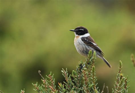 100+ [ Aves Urbanas En El Desierto ] | La Guajira ...