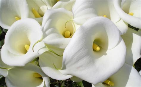 100 Types of the Most Beautiful White Flowers for Your ...