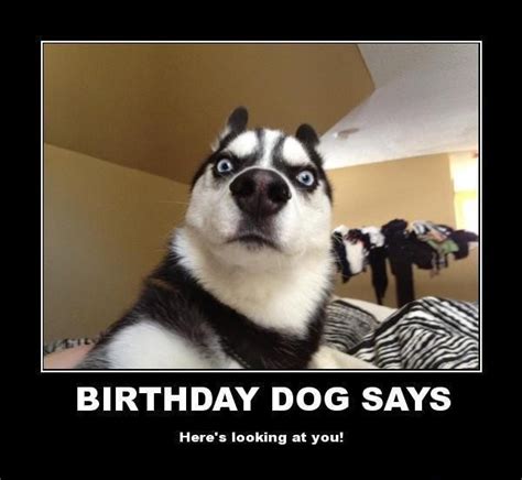 100 Ultimate Funny Happy Birthday Meme s   My Happy ...