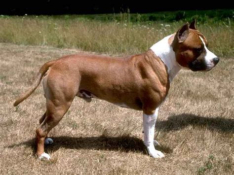 1000+ ideas about American Staffordshire Terriers on ...