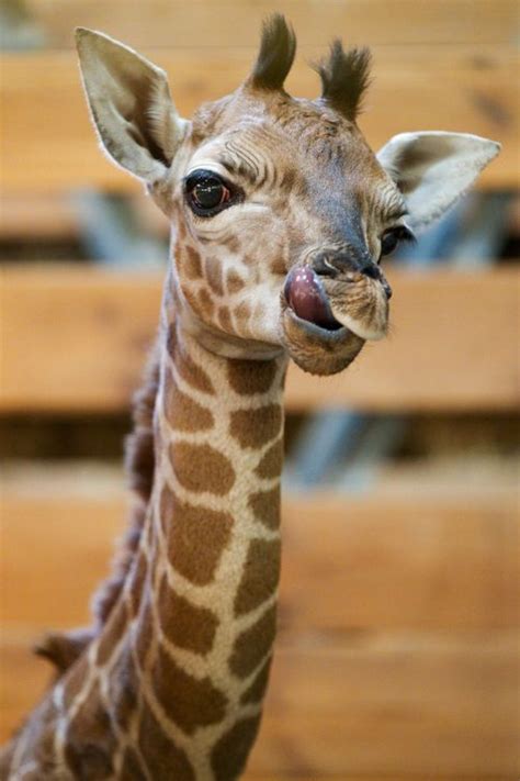 1000+ ideas about Baby Giraffes on Pinterest | Giraffes, A ...